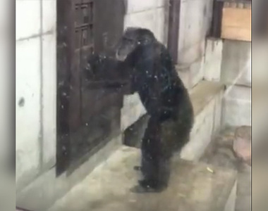 日本德島動物園裡《狂敲門的黑猩猩》我知道你在裡面～快出來（猛敲）