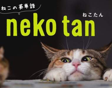 《貓咪英文單字》就讓朕來教你們人類學英文吧(。・`ω´・)っ