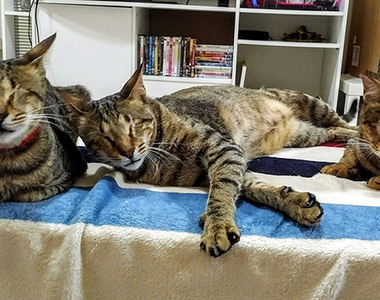 《三隻盲貓找到愛牠們的主人》飼主：我更感謝牠們的陪伴