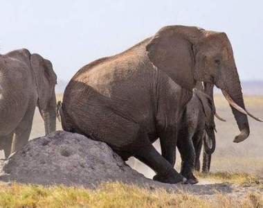 《用螞蟻窩搔癢的大象》網友真心認為屁股下面會是一場小型的生態災難XD