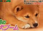 日本最有名柴犬まる《解說柴犬可愛的原因》想養柴犬最好先了解這些…… 日本最有名柴犬まる《解說柴犬可愛的原因》想養柴犬最好先了解這些……