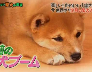 日本最有名柴犬まる《解說柴犬可愛的原因》想養柴犬最好先了解這些……