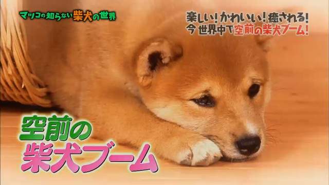 日本最有名柴犬まる 解說柴犬可愛的原因 想養柴犬最好先了解這些