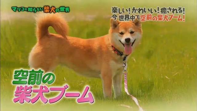 日本最有名柴犬まる 解說柴犬可愛的原因 想養柴犬最好先了解這些
