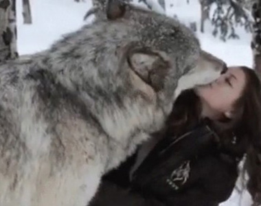 《網路上好笑動圖總整理》怎麼會有這麼紳士這麼愛舌吻的狼呢