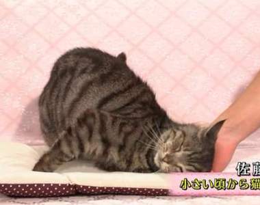 《討貓咪喜歡的方法》貓咖啡廳店員教你怎樣受喵星人歡迎♥