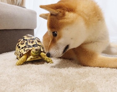 太犯規《柴犬與烏龜》的組合怎麼這麼萌啊(〃∀〃)