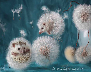 《刺蝟的夢幻私生活》萌度滿點的可愛刺蝟攝影