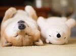 柴犬《丸太郎的好夥伴》北極熊娃娃 這畫面真的太療癒了(♡˙︶˙♡) 柴犬《丸太郎的好夥伴》北極熊娃娃 這畫面真的太療癒了(♡˙︶˙♡)