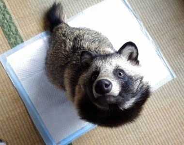 推特萌寵《浣熊犬Tanu》真的不是浣熊嗎?
