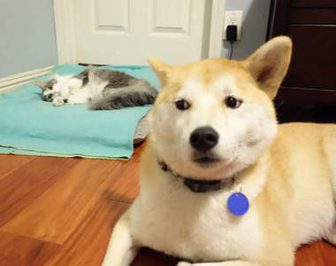 《貓咪佔領狗狗的床》霸道就是貓咪界的王道