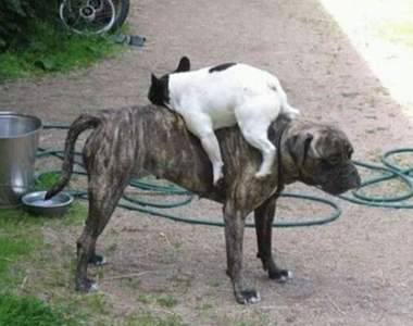 《狗狗的奇妙行為》即使滿頭問號也被牠們可愛的蠢樣給逗樂了ww