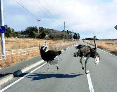 核災過後《福島變成動物樂園》網友:Tokyo Jungle 2 福島篇