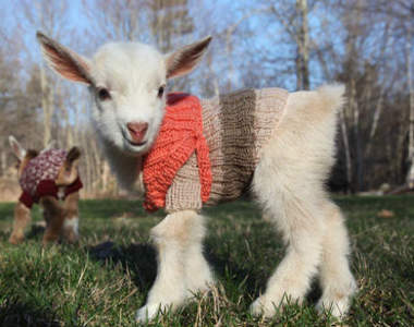 《穿毛衣小山羊》矮小身材穿上衣服彷彿是會動的布偶～♥