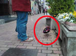 日本街頭《透明犬》出沒 明明聽見叫聲卻看不見狗狗蹤影!? 日本街頭《透明犬》出沒 明明聽見叫聲卻看不見狗狗蹤影!?