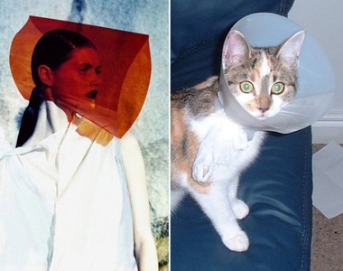 《貓咪VS.模特兒》貓咪與人類的擺POSE大對決