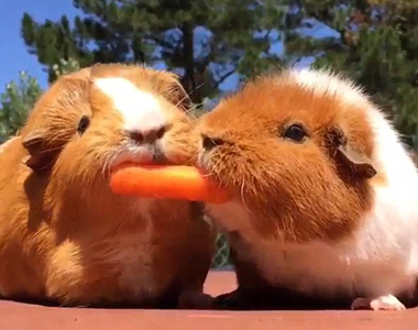 《天竺鼠的紅蘿蔔大戰》雖然是互搶但畫面太治癒