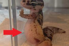 《有小腹的人才懂的心酸》我真的胖　只是胖在看不到的地方......