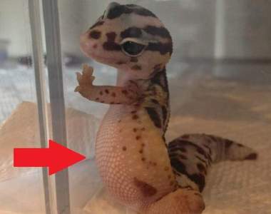 《有小腹的人才懂的心酸》我真的胖　只是胖在看不到的地方......