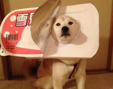 《柴犬的Cosplay》食物系裝扮也能萌倒網友的心XD