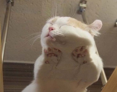 《玻璃上的貓》就算壓扁也很治癒的神奇魔力