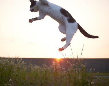 攝影達人專拍《站立漂浮貓咪》喵星人都像在跳舞啊ww