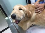 《臉腫腫黃金獵犬》被蜜蜂叮了還笑得出來真是...(抱緊) 《臉腫腫黃金獵犬》被蜜蜂叮了還笑得出來真是...(抱緊)