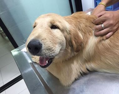 《臉腫腫黃金獵犬》被蜜蜂叮了還笑得出來真是...(抱緊)