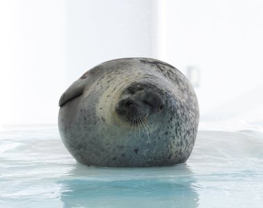 《海豹的凶狠恐怖臉》人家耍狠是有原因的...