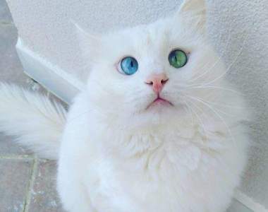 《看不開的貓咪們》鬥雞眼貓貓獨特的深情注視