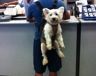 《被揹起來的狗狗》連路人都會被激發母性本能的狗狗搬運法