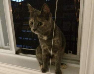 《流浪貓自己認主人》到別人家裡賴著就不走了ヾ(*ΦωΦ)ツ