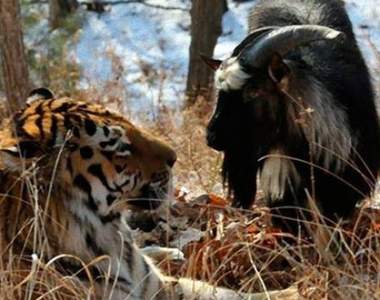 《老虎與黑山羊的友情》本來是要給你當午餐的說...