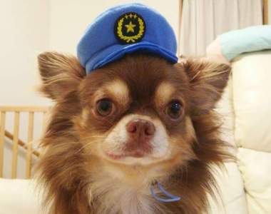 《狗狗警察系列轉蛋》求求可愛的狗狗警官快來逮捕我吧♡