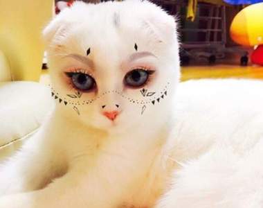 寵物版《PONY妝自拍》想賣萌?先贏過我們再說吧(挑眉)