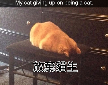 Snapchat《搞笑貓咪設計對白》有趣畫面一定要永流傳啊~