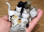 《迷你動物羊毛氈》只比硬幣大一點貓咪一掌可以握幾隻呢?♥ 《迷你動物羊毛氈》只比硬幣大一點貓咪一掌可以握幾隻呢?♥
