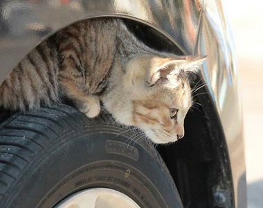 開車前《拍拍車保護小貓》大家一起來努力推廣吧