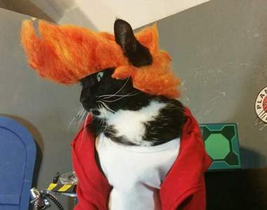 《貓咪的經典電影Cosplay》超精緻的服裝竟然全是出自水電師傅之手？