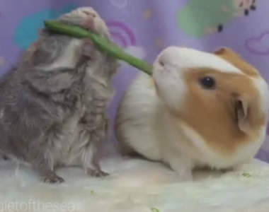 《天竺鼠不分享食物》一起吃飯都像在拔河一樣ww