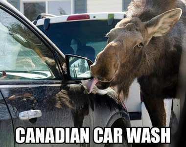 加拿大獨有《駝鹿舔車服務》會下雪的國家就懂為什麼