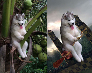 《卡在椰子樹上的哈士奇》月月你快下來啊～不然就要被PS改圖惹ww