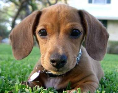 《從星座看適合養什麼狗》說不定會意外發現你跟汪星人的緣分唷