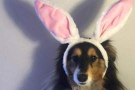 Instagram《復活節的寵物們》在這一天大家都是兔兔♥