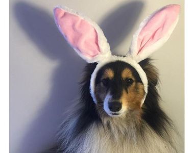 Instagram《復活節的寵物們》在這一天大家都是兔兔♥