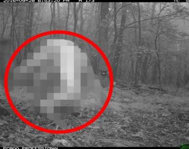 設置在森林裡的相機《意外拍到野生大叔》這靈長類絕對比任何動物都更稀有...