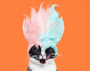 《百變貓公主Cheeto》允許你們拜倒在本小姐的粉嫩肉球之下(*ΦωΦ)✧