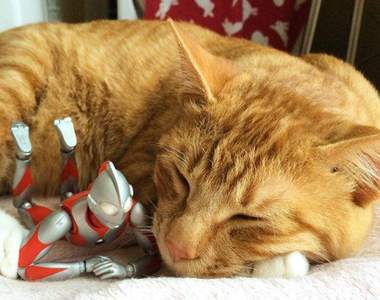 溫馨《被超人力霸王守護的小貓》以後也會反過來守護人類嘛 ｡◕‿◕｡