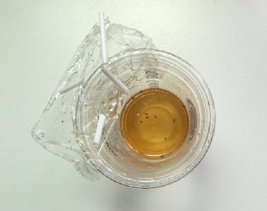 小成本自製《補蠅神器》夏天終於能擺脫果蠅的干擾