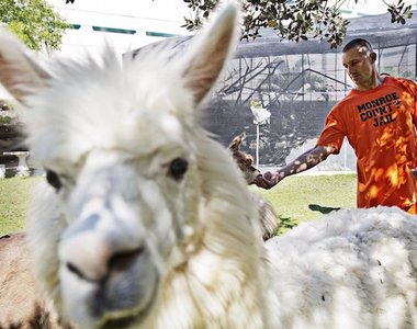 全美唯一《監獄動物保護區》讓犯人們感覺到自己也是被需要的